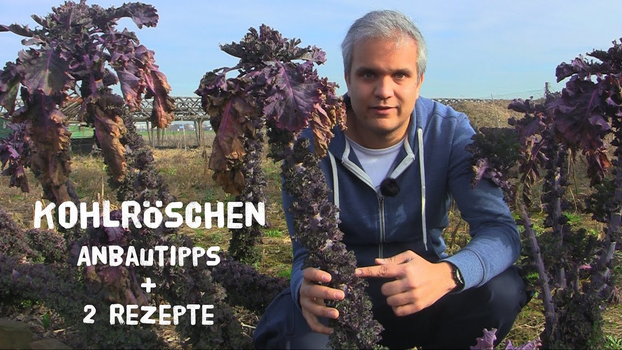 Kohlröschen - Anbautipps und 2 Rezepte