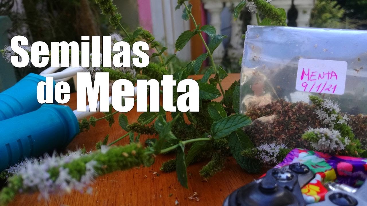 Como obtener SEMILLAS de MENTA o HIERBABUENA
