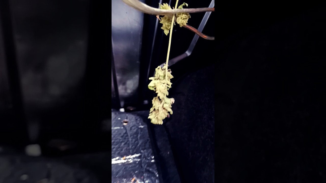 maneira  rapida de secar maconha