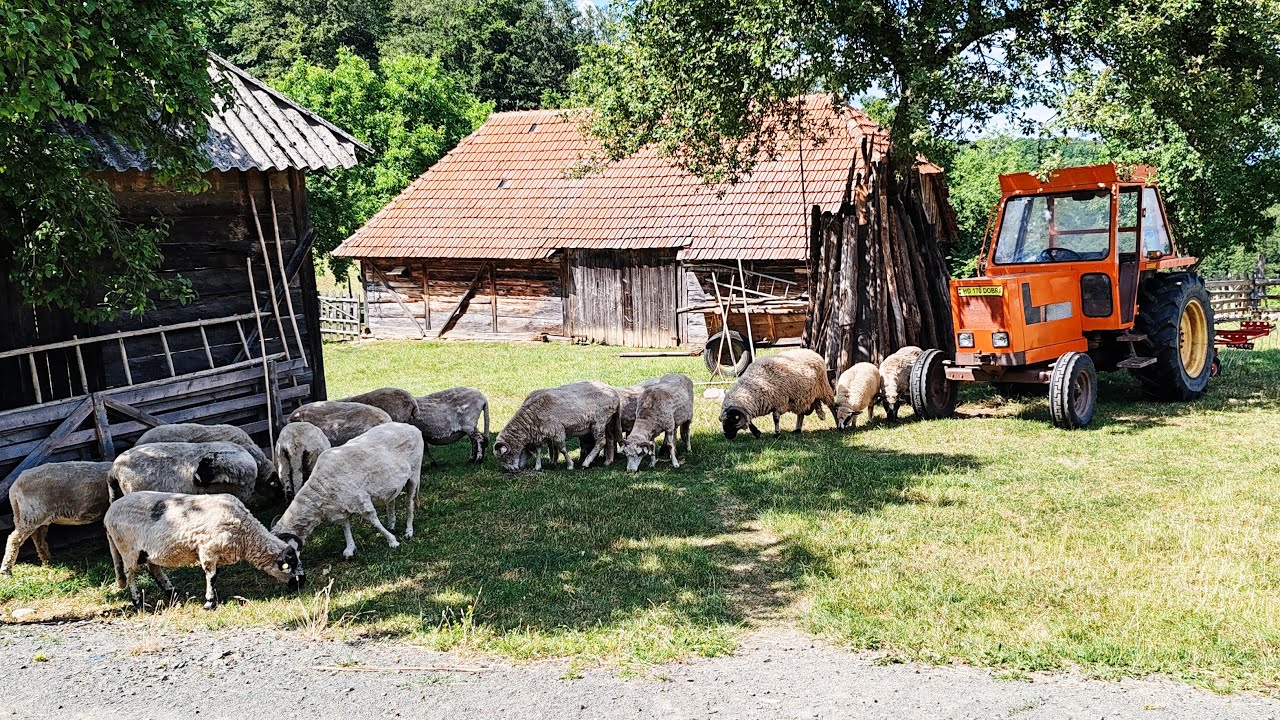 How do people live in Romanian alpine villages? The last Romanian shepherds in a Carpathian village