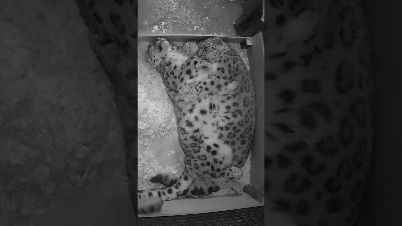 🤗 Snow leopard CUDDLES! #shorts