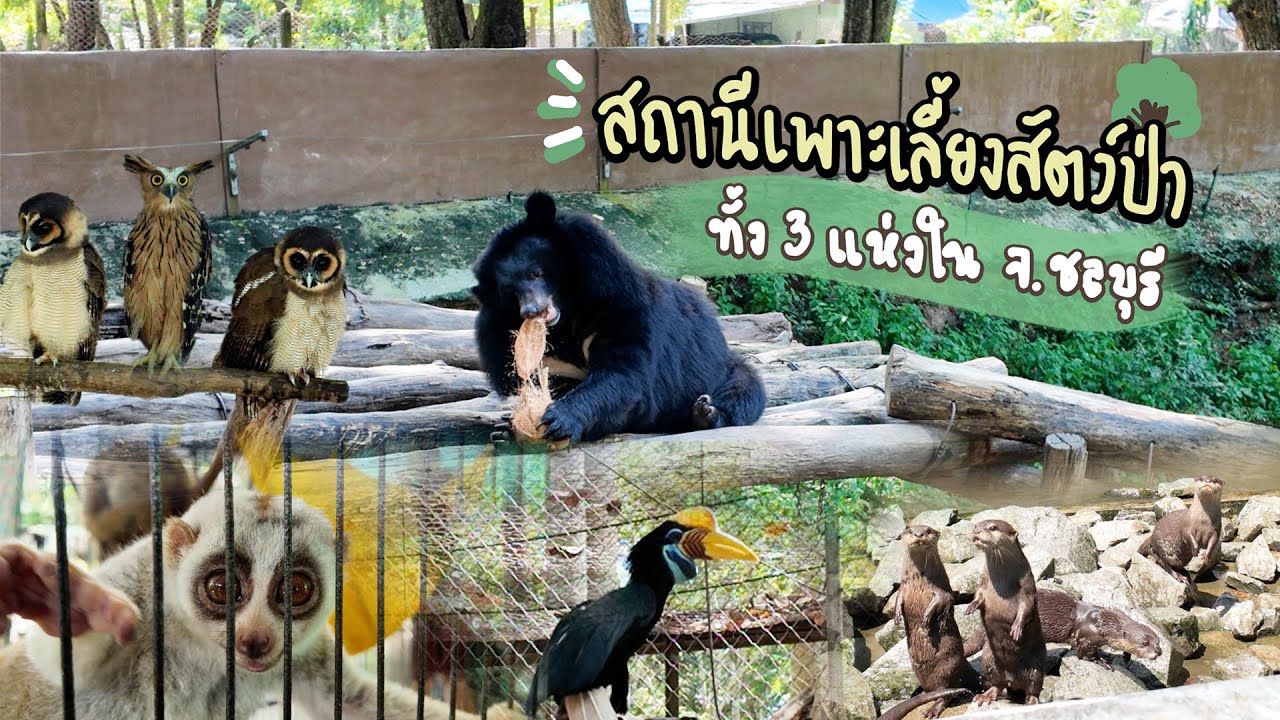 EP.27 ไม่ใช่สวนสัตว์ แต่มีสัตว์ป่าที่หาดูยากให้ชม พาชมสถานีเพาะเลี้ยงสัตว์ป่าทั้ง 3 แห่งใน จ.ชลบุรี