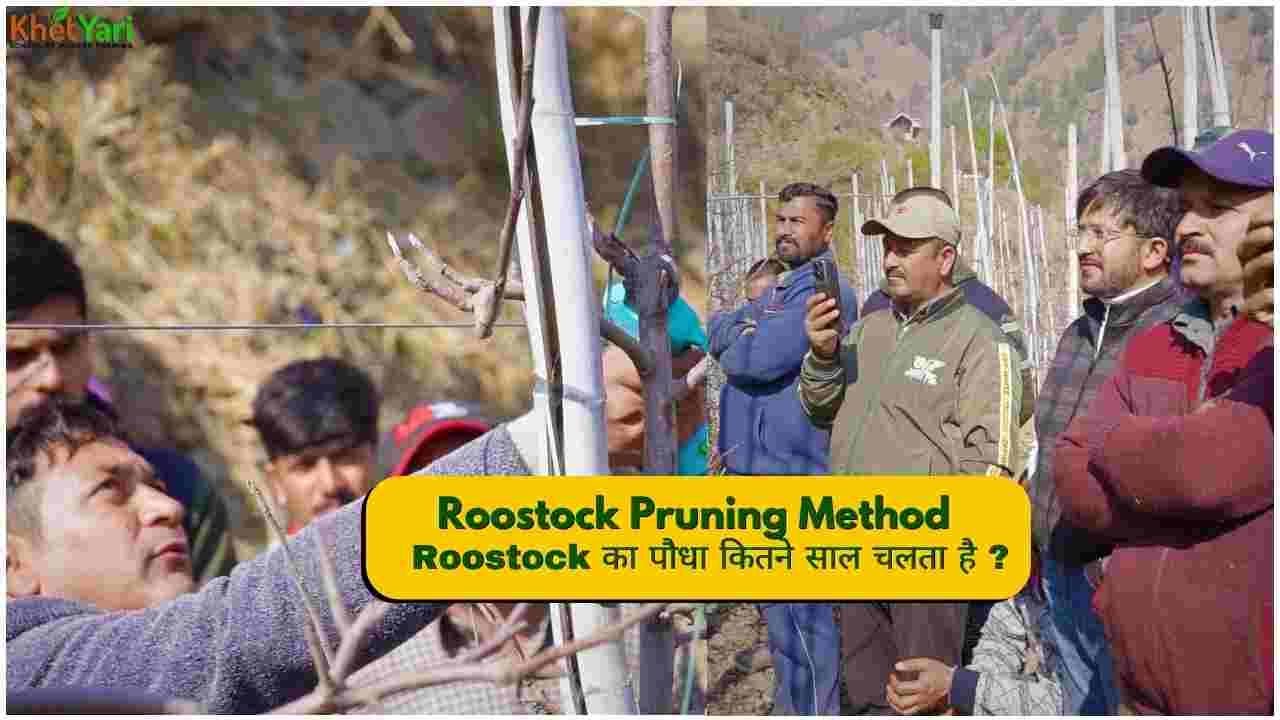Kotkhai Pruning Camp👉  Clonal Rootstock vs. Seedling Rootstock Pruning Strategy !
