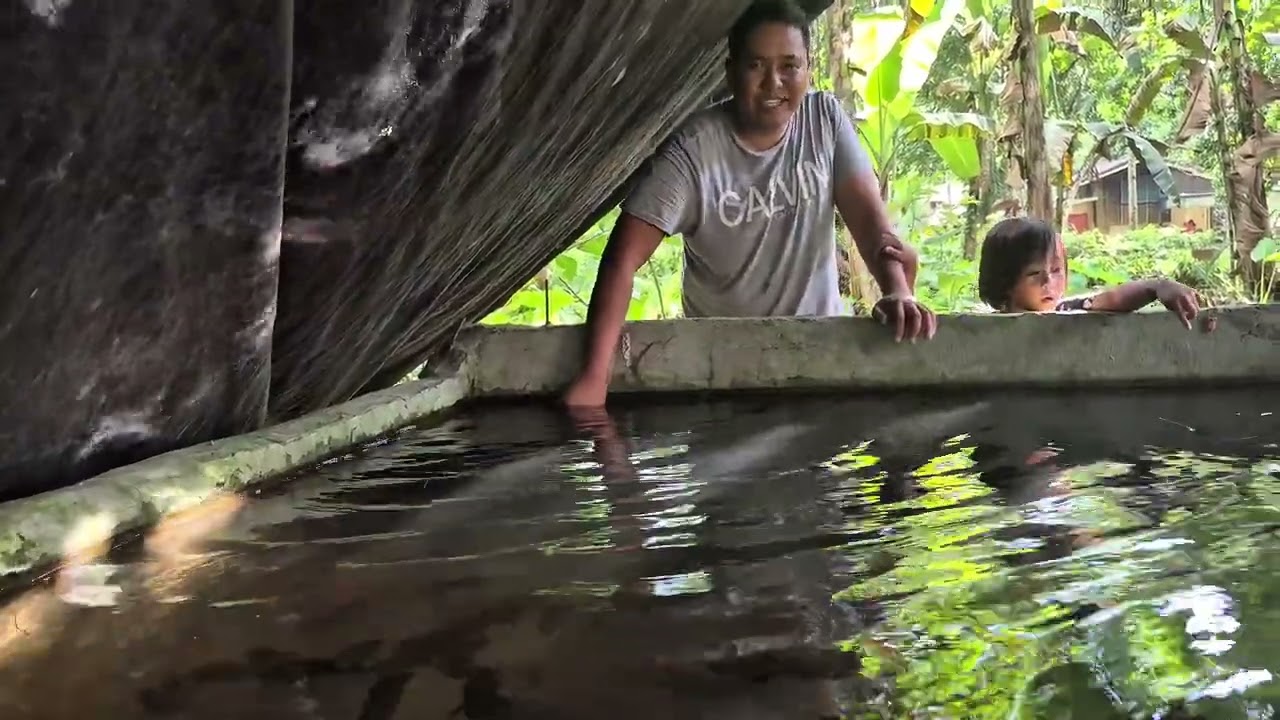 Giant Tilapia Harvest