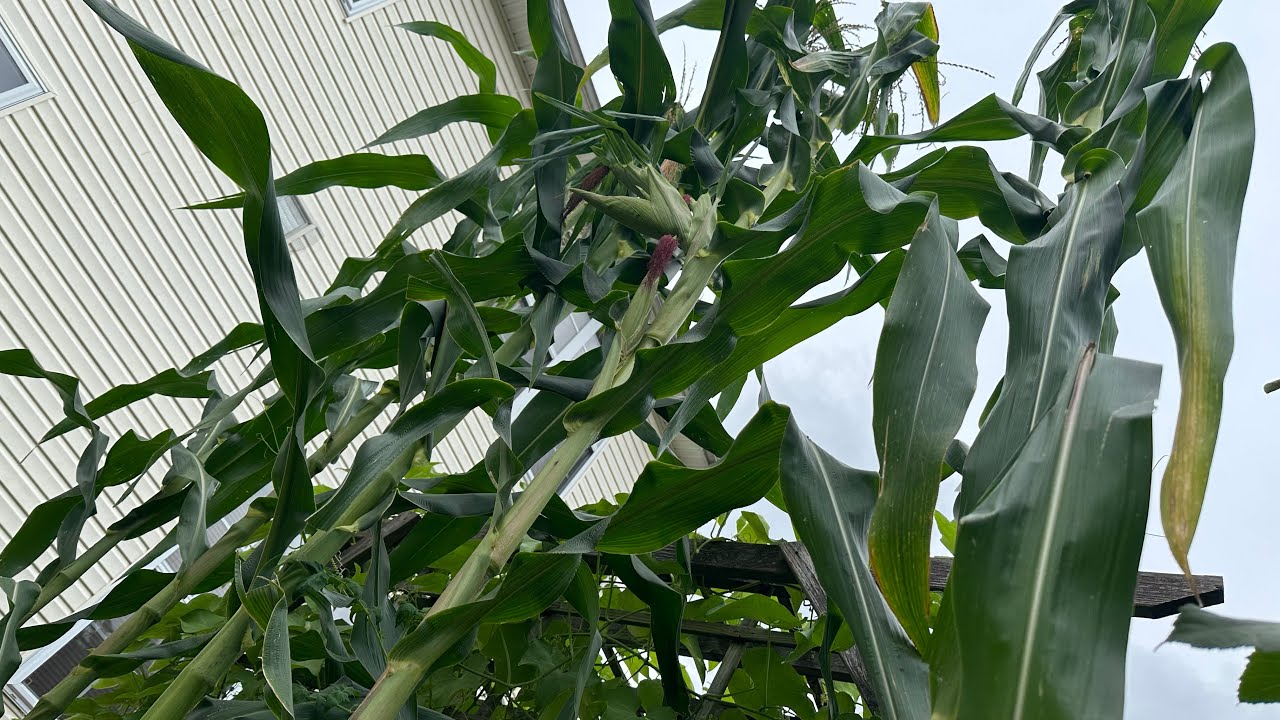 GIANT 12ft SWEET CORN