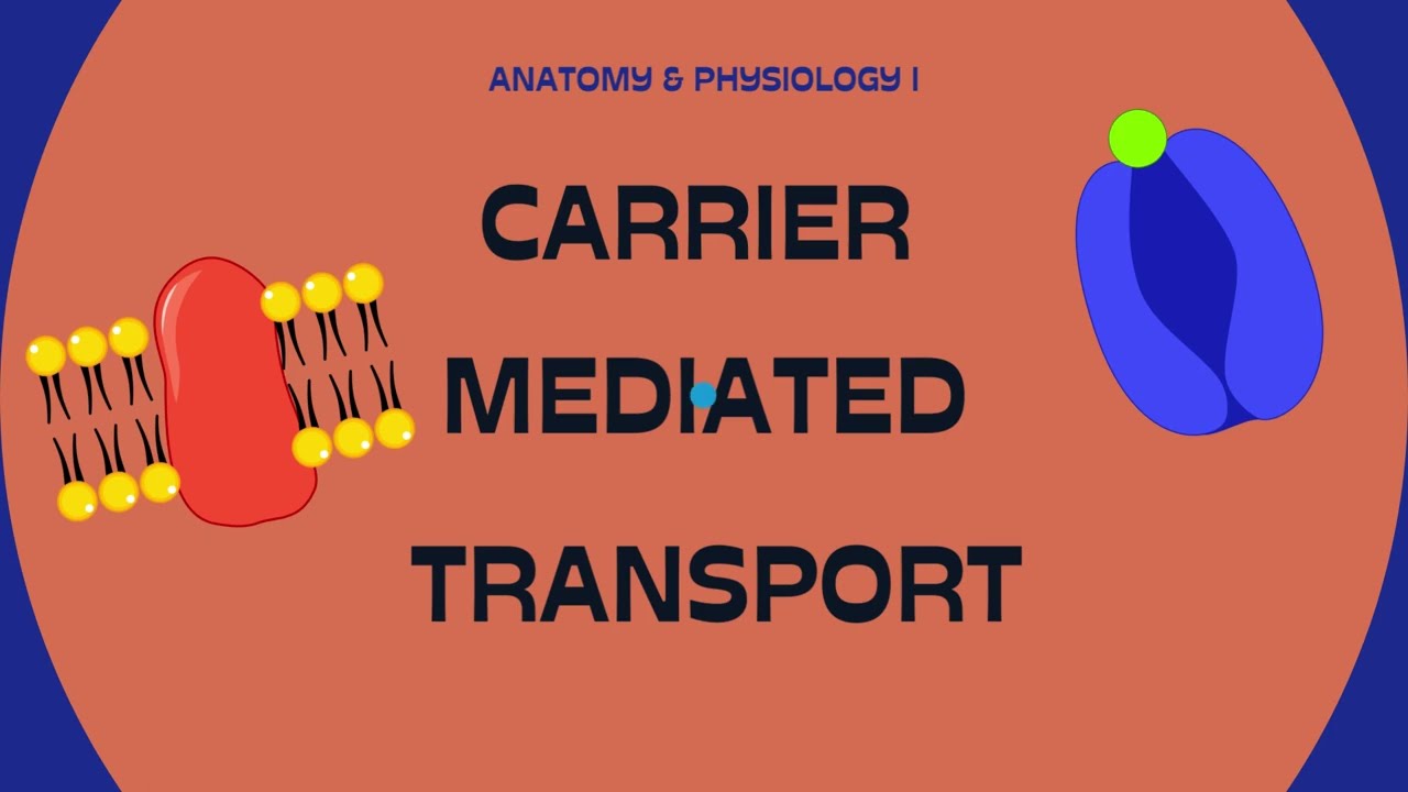 Carrier Mediated Transport (PLA Instructional Video)