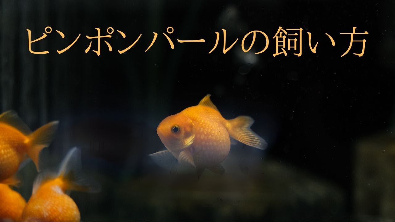 【お魚好き必見！】金魚の大人気品種の飼い方を徹底解説！かわいいピンポンパールの解説をお届け！
