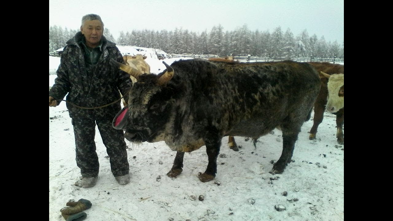 Саха ынаҕын туһунан. 