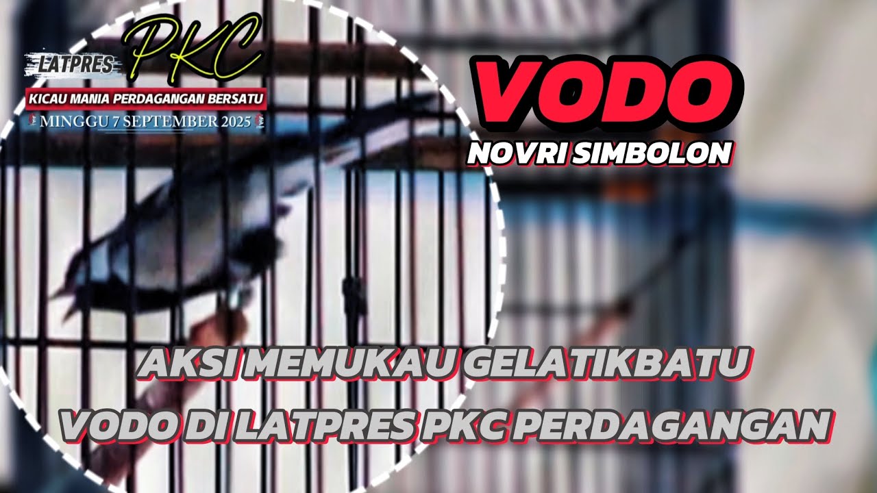 AKSI MEMUKAU GELATIK BATU VODO DI LATPRES PKC PERDAGANGAN🔥