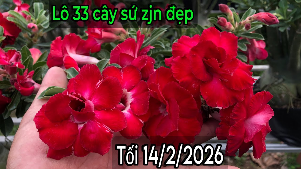 Tối 14/2 - Lô 33 cây sứ zjn đẹp. ☎️ 070.2727.998 Trung Lê 