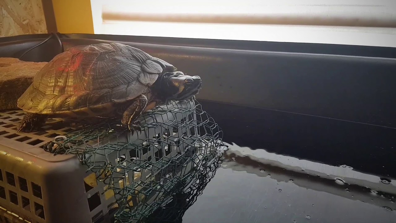 Bitten by Yellow Belly Slider Turtle