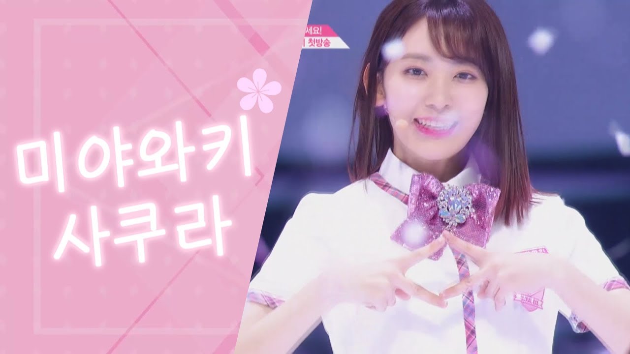 [아이즈원/사쿠라] 뚜까맞는 벚꽃아씨