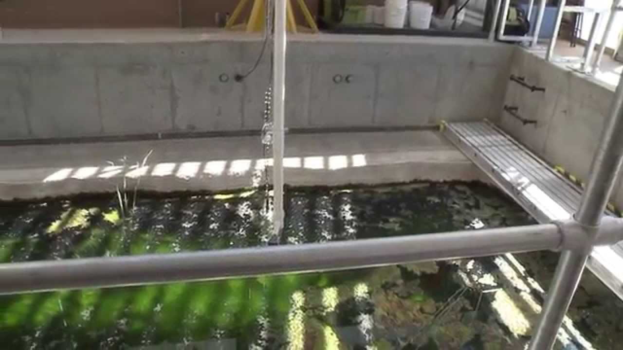 Devil's Hole pupfish at the Ash Meadows Fish Conservation Facility