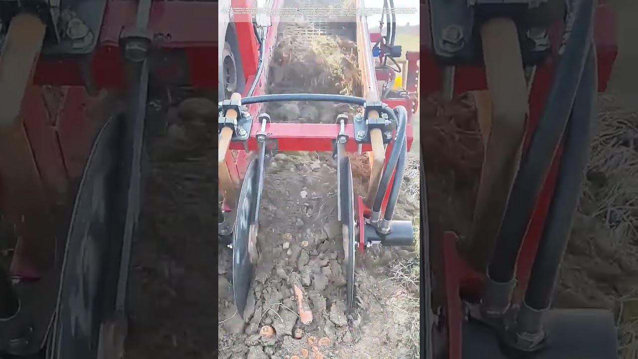 Pulling Thousands by Dawn: How This Harvester Replaces 30 Field Hands