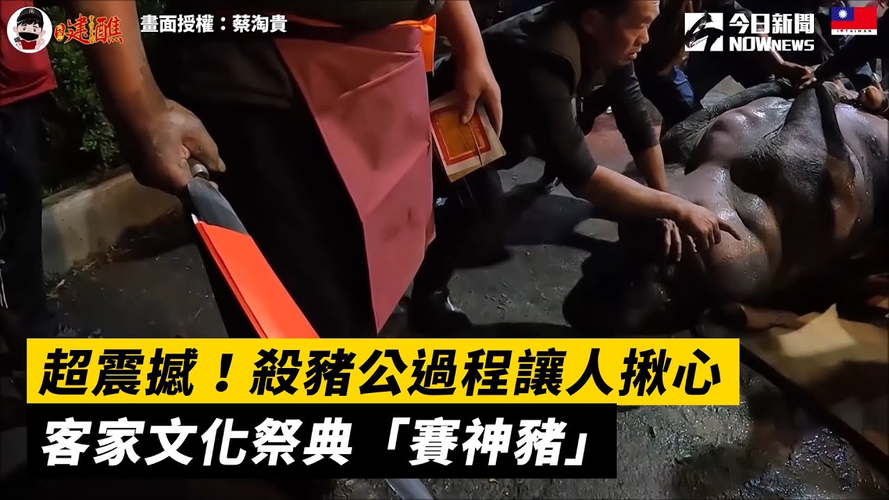 超震撼！殺豬公過程讓人揪心　客家文化祭典「賽神豬」
