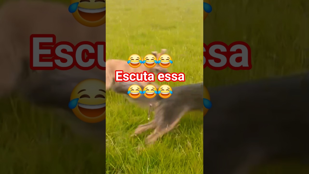 😂piada nova😂 