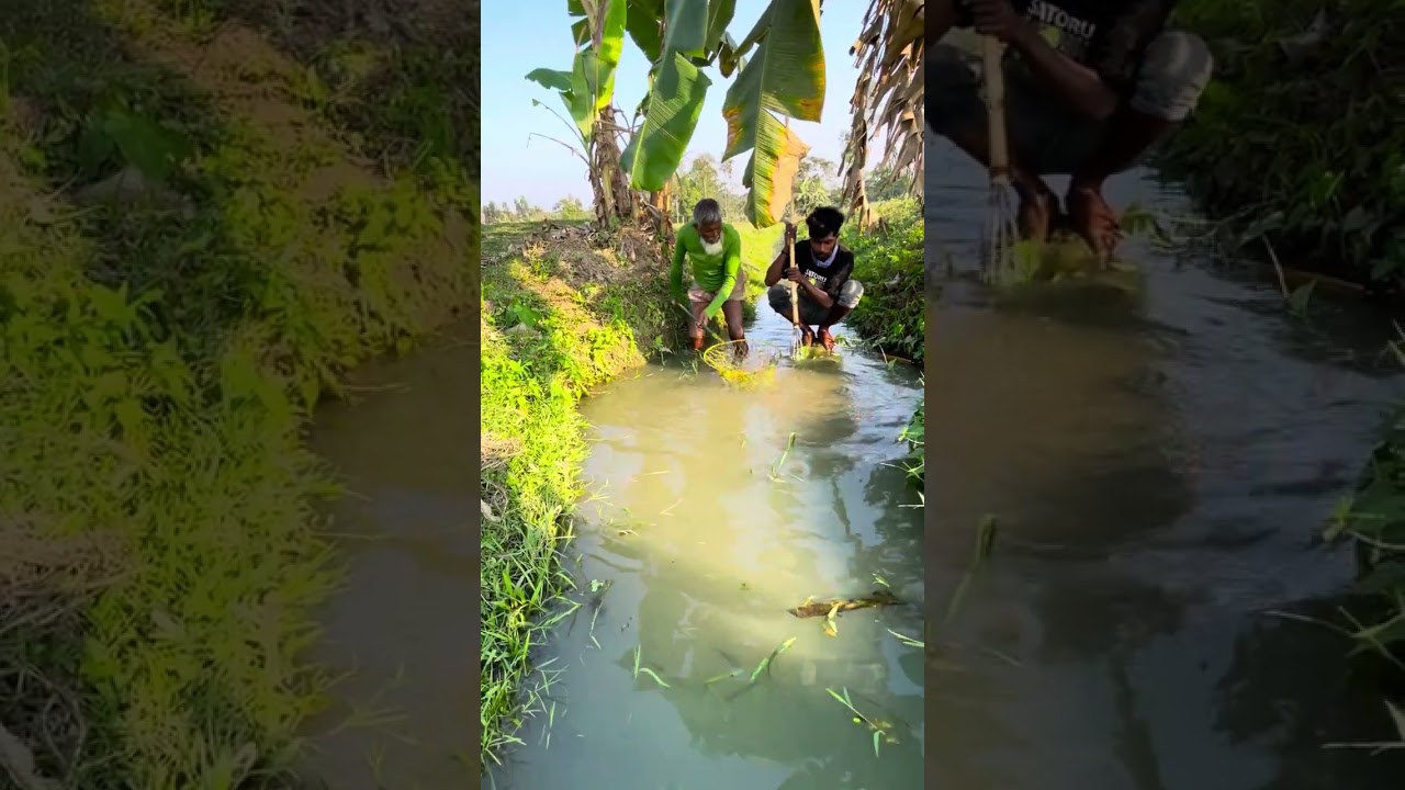 ওয়েক বড় মাছ