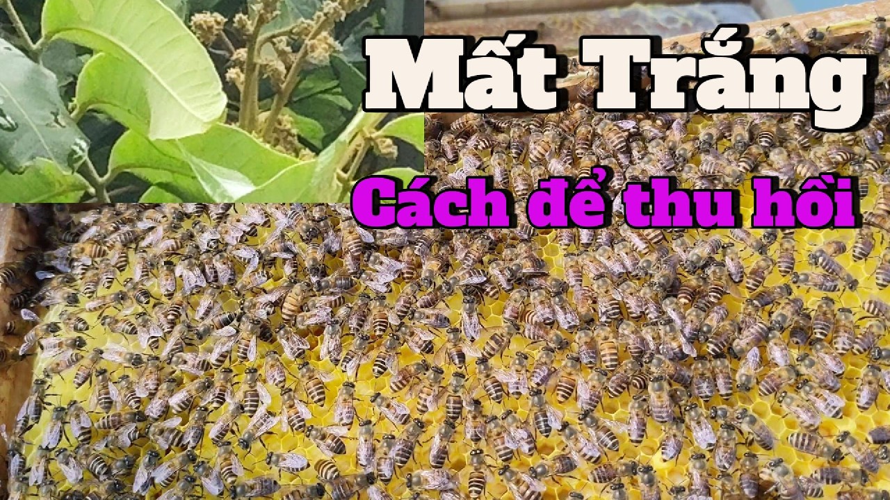 Sai lầm chết người khi cố khai thác mật nhãn năm nay – Anh em cần tỉnh lại!