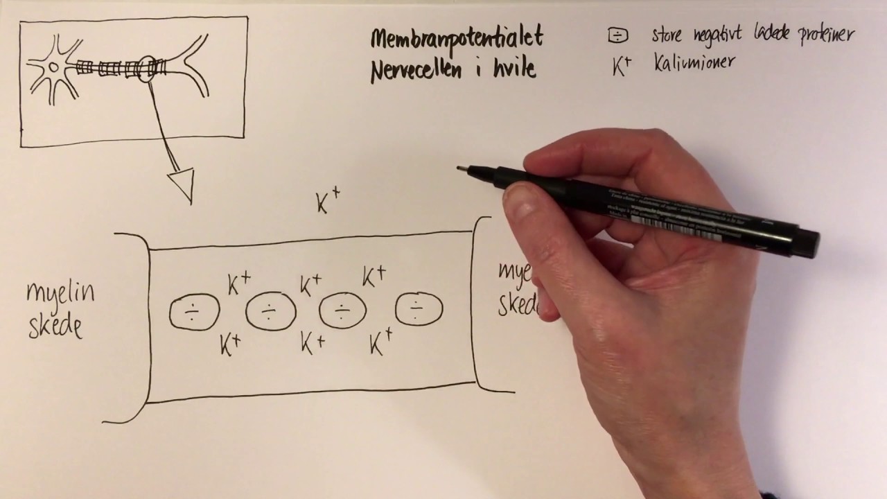Membranpotentialet nervecellen i hvile