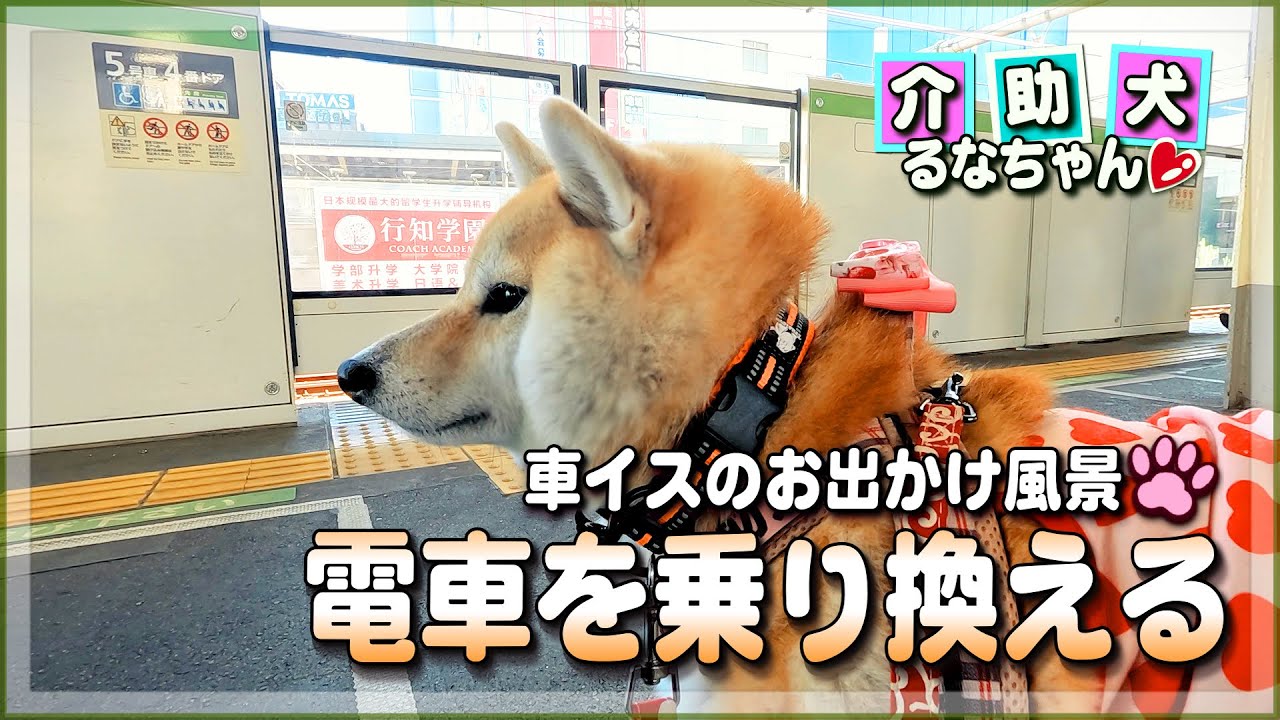 柴犬介助犬と車椅子の電車乗り換え奮闘記。二人三脚で原宿へ