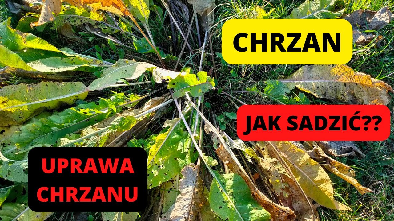 Uprawa chrzanu Jak uzyskać sadzonki chrzanu Jak sadzić chrzan Sadzenie chrzanu jesienią wymagania