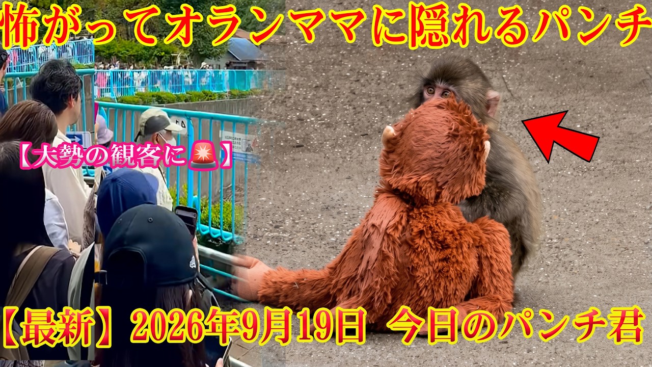 【最新】2026年9月19日 今日のパンチ君🐵【大勢の観客に&hellip;💦】怖がってオランママの背中に隠れるパンチくん🥺 #パンチくん