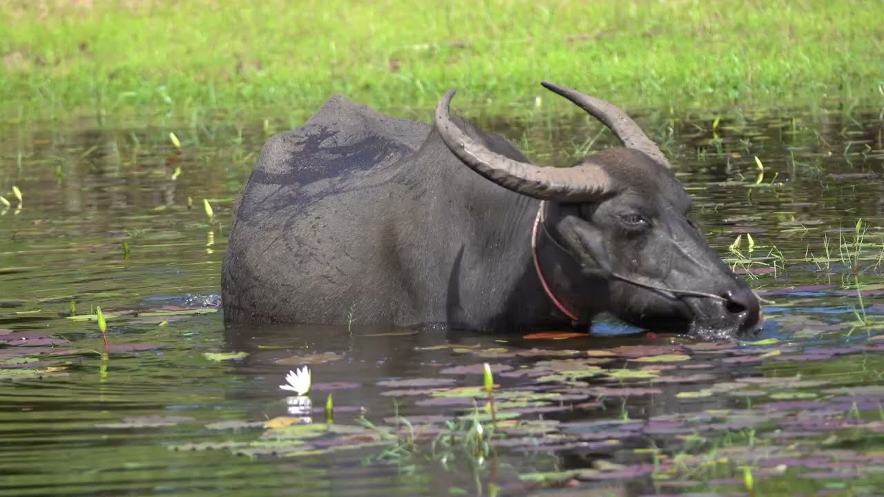 Water Buffalo Life in the Asian Countryside | Nature Sounds (No Music) | Grazing & Wallowing