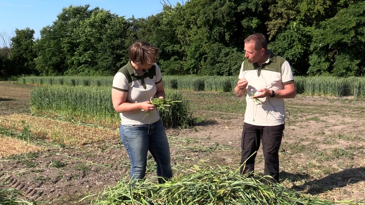 Strategiförsök 4 Helsädesensilage