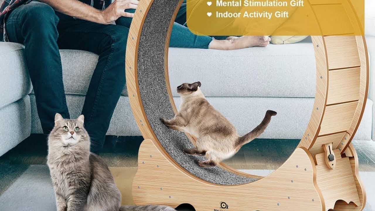 Run, Kitty, Run! 🏃 Naviconvex 43