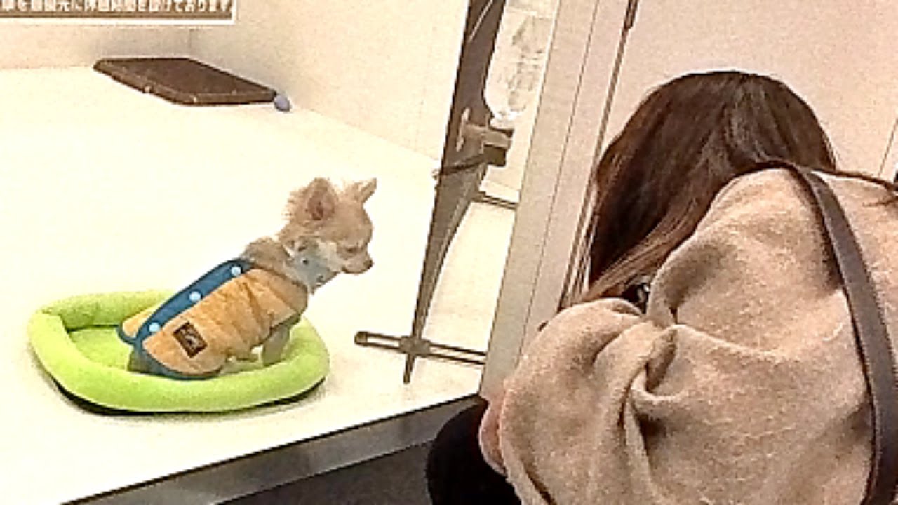 この子犬を見た瞬間、涙が止まらなかった😭あの日から止まっていた時間が再び動き出した日