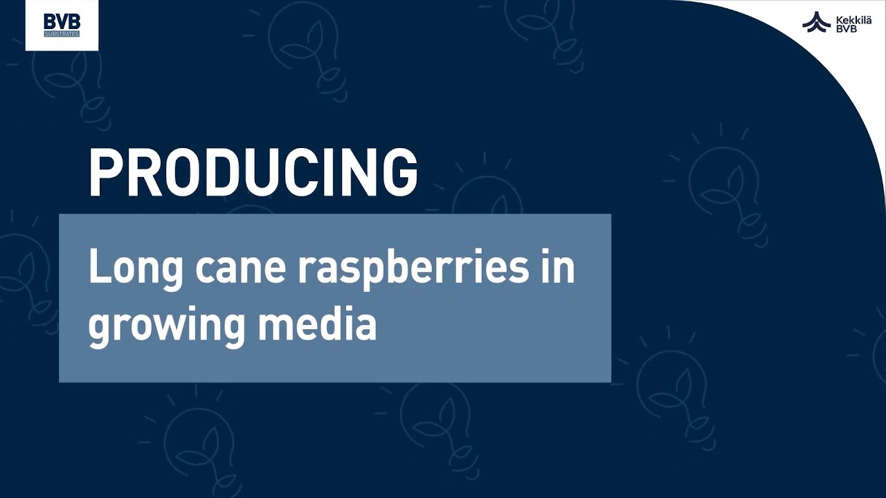 Long Cane Raspberry Production