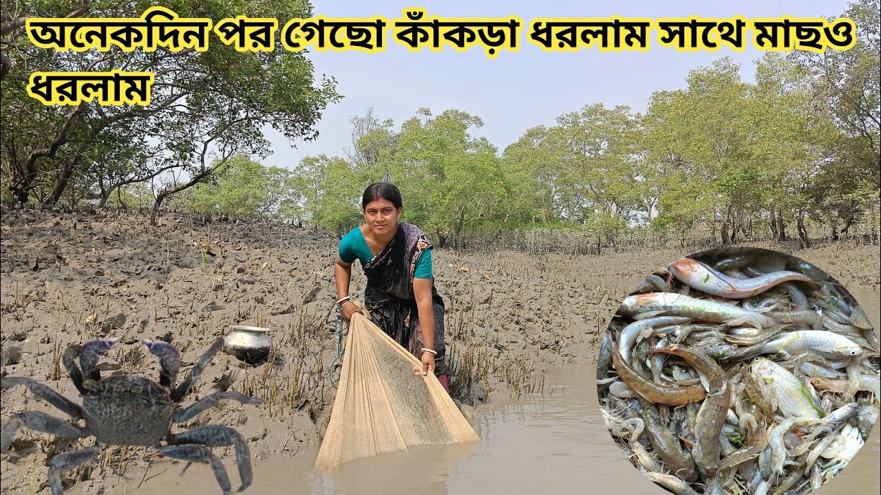 অনেকদিন পর নদীতে গেছো কাঁকড়া ধরলাম আবার জাল বেয়ে মাছও ধরলাম|| Nandita Sundarban life 
