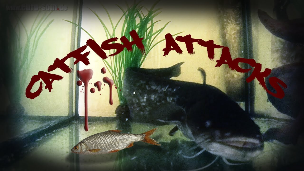 Catfish attacks Silurus Glanis