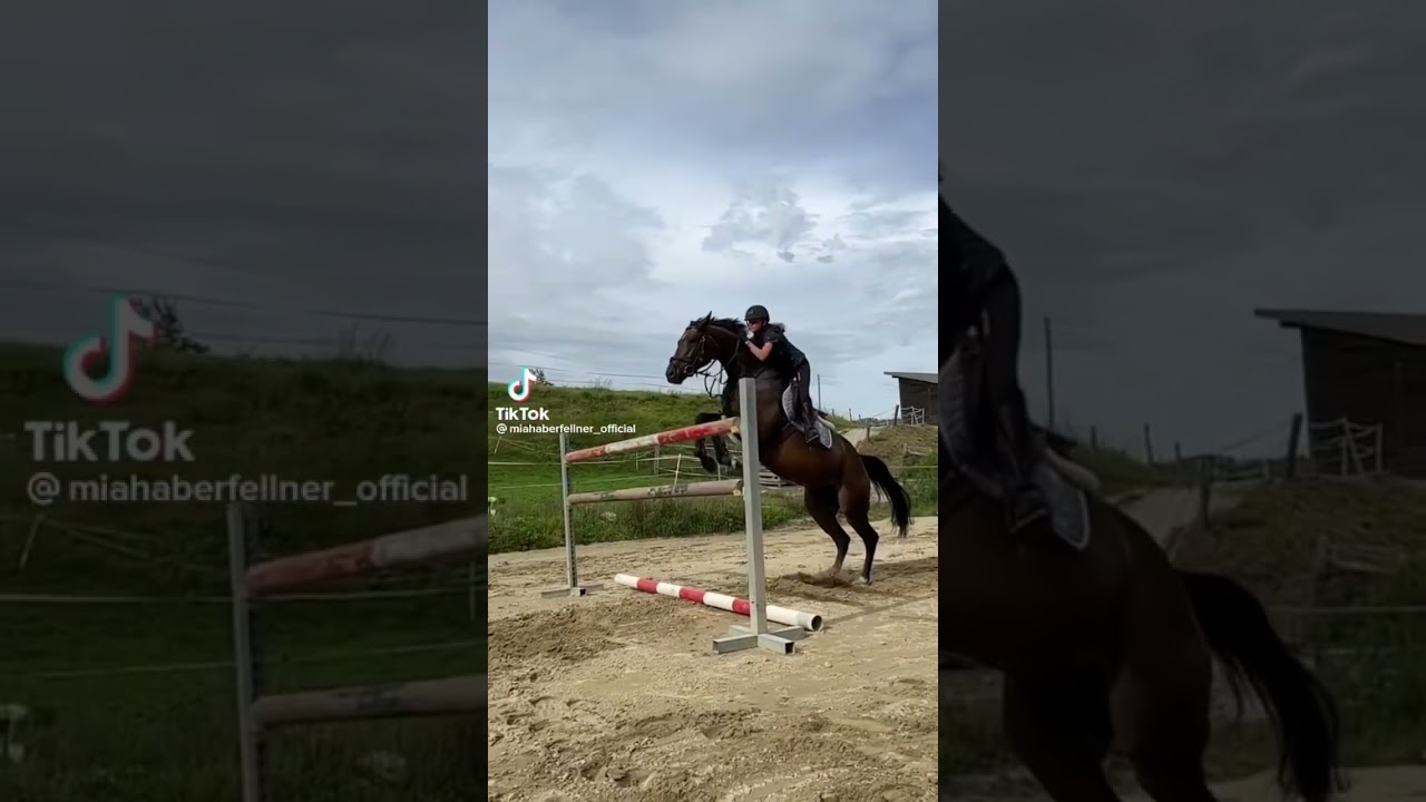 dark horse #horsejumping #jump #foryou #tiktok #equestrian