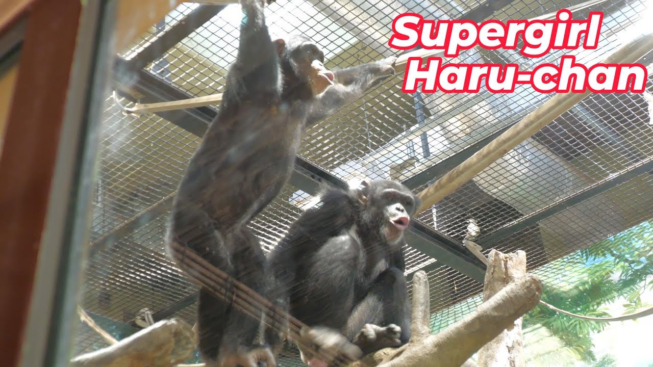 「大乱闘？朝の準備運動よ」ハルちゃん（