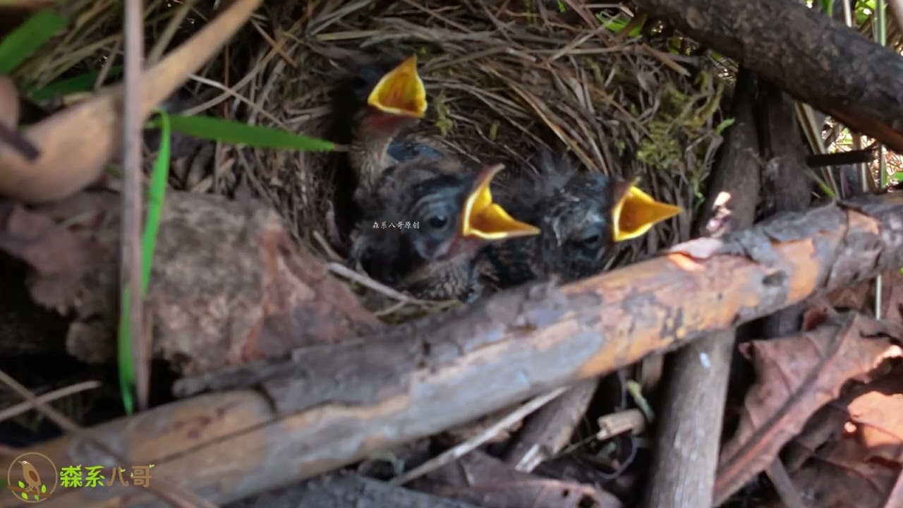 The smallest chick is gone. I think the long-billed bird stuffed it with too much food.最小的小鸟不见了