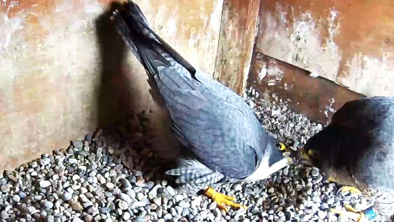 Kopernik i Falka kolejne SUPER spotkanie 22 02 2026 Włocławek ANWIL sokoły wędrowne