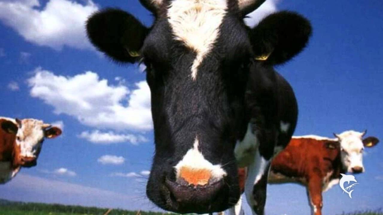 Abraham: The Ultrasuccessful's Most Unusual Traits?