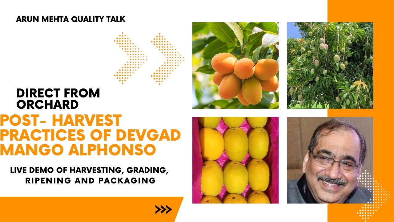 POST HARVEST PRACTICES OF DEVGAD MANGO ALPHONSO - LIVE FROM ORCHARD