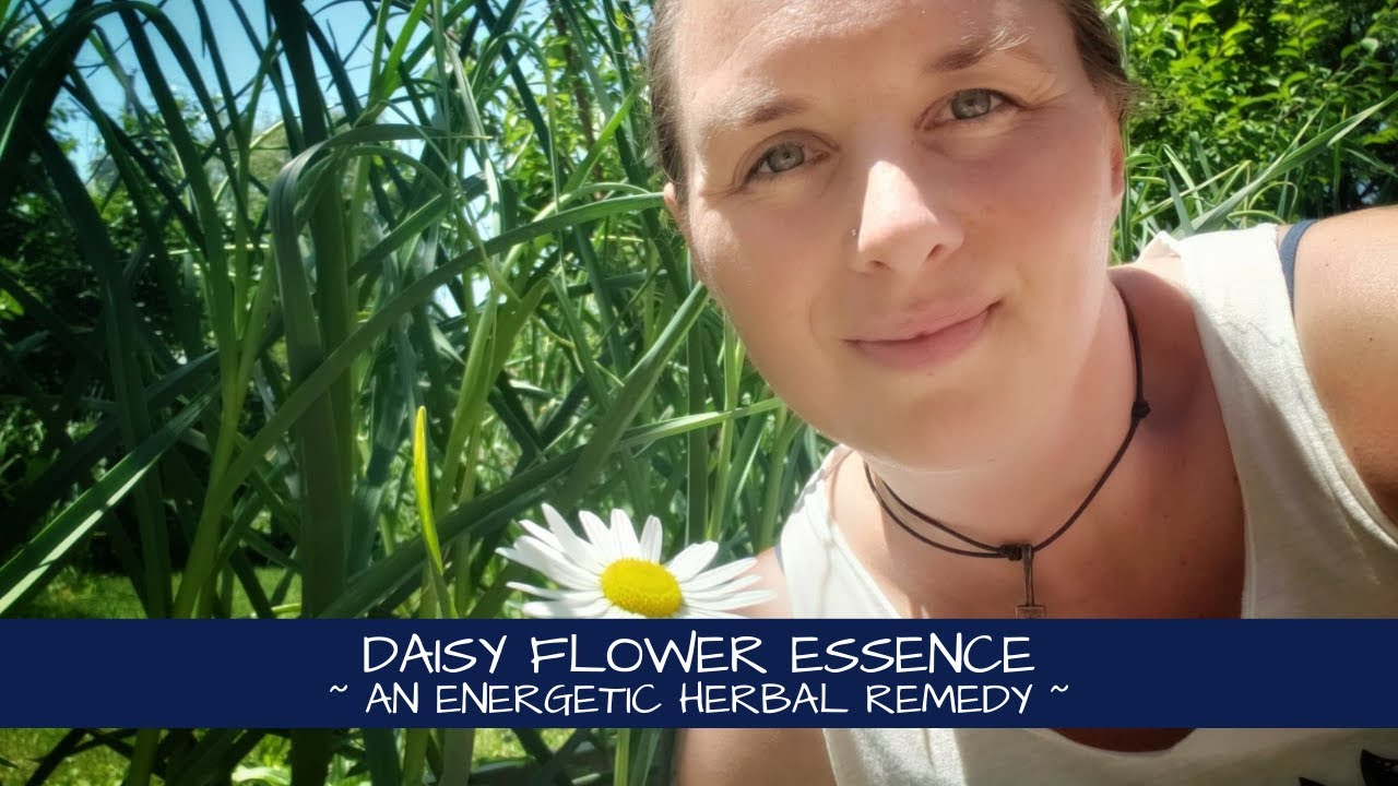 Tapping Into the Magic of Daisy Flower Essence