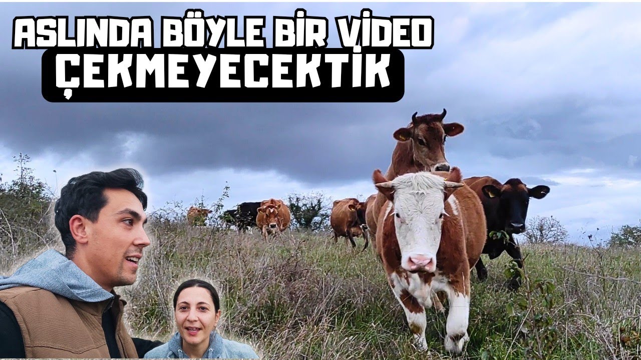 İNEKLERİMİZİ DAĞDAN İNDİRMEK İSTEMİŞTİK SADECE | Talihsizlikler