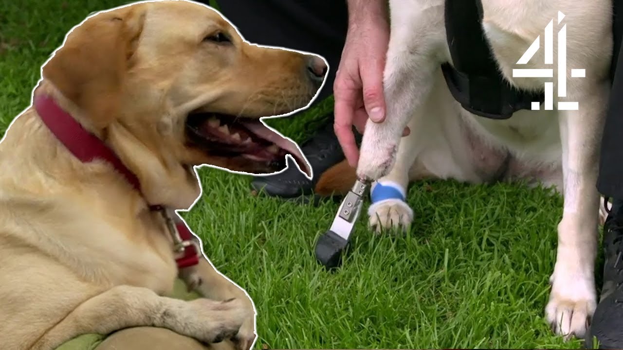 Bionic Leg Completely Transforms a Dog's Life! | The Supervet