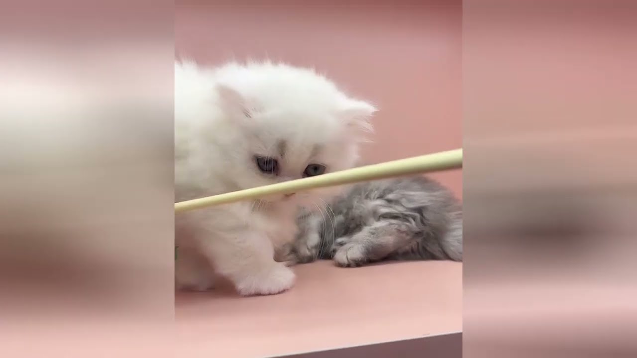 Precious little friends will warm your heart instantly