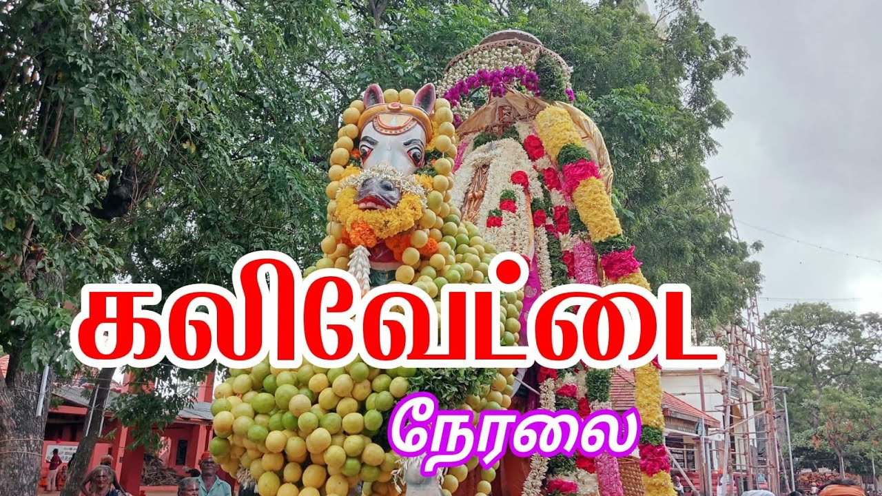 தைத்திருவிழா கலிவேட்டை  நேரலை #ayya1008toptv  #samithoppu #ambaiexpress
