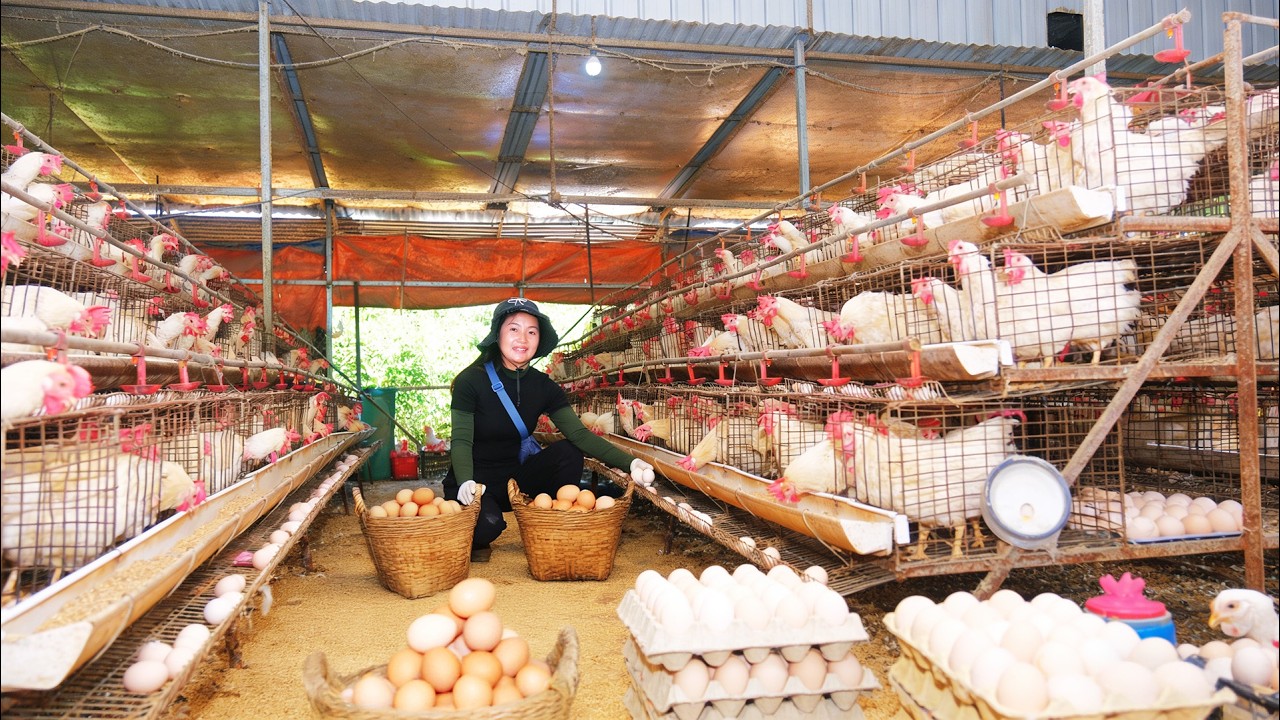 Harvest Chicken Eggs To Sell At The Market – Make Soy Sauce Marinated Soft-Boiled Eggs – Farming