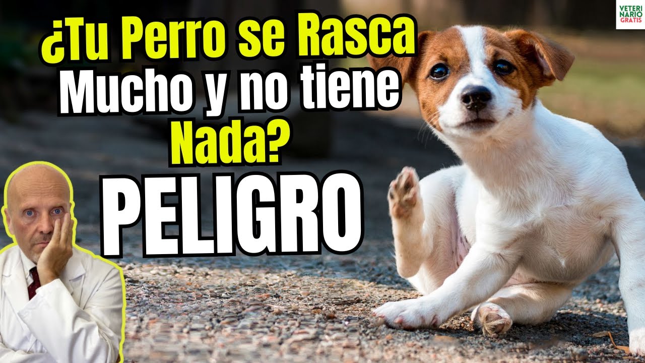 MI PERRO SE RASCA MUCHO 🐶😣 Y NO TIENE NADA &iquest;QUE PUEDO HACER?