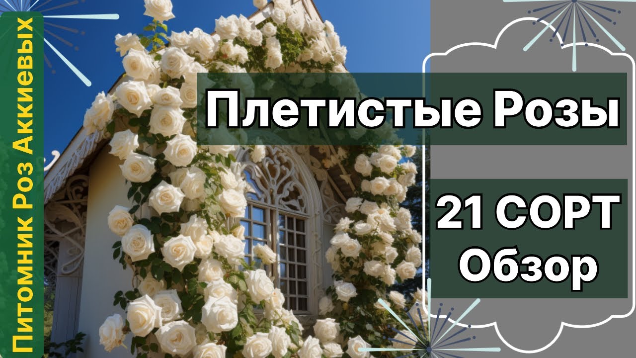Плетистые Розы, обзор 21 сорта с характеристиками . Питомник Роз Аккиевых.