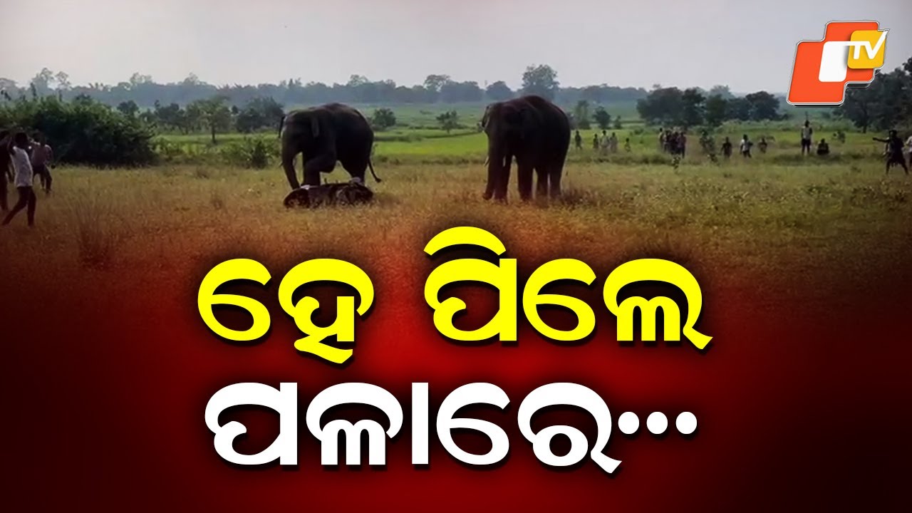 Elephant Terror in Karanjia: Jharkhand Herd Sparks Panic in Odisha Village