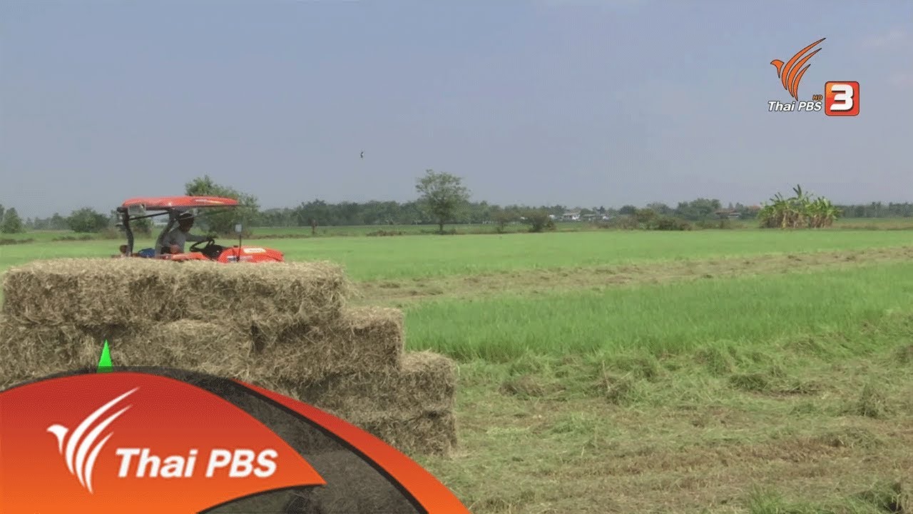 ปลูกหญ้าแพงโกล่าขาย : ชุมชนทั่วไทย  (14 ก.พ.62)
