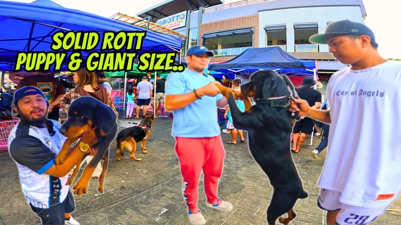 PANALO MGA GUARD DOGS NGAYON..  / NOV. 16 @GROTTO PET MARKET